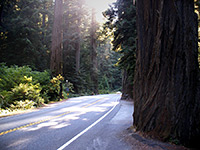 US 199 through the coastal redwoods