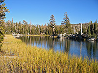 Marshy shoreline