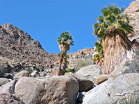 Victory Palms
