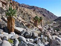 Victory Palms and Munsen Palms