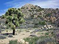 Large Joshua tree