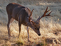 Deer at Wawona Hotel