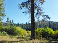 Wawona Meadow Loop