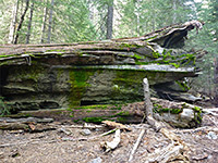Fallen sequoia