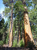 Sun on sequoia trunk