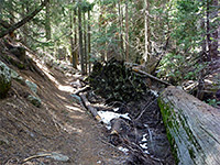 Fallen trees beside the path
