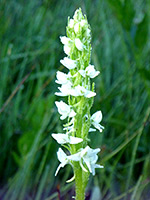 White Bog Orchid