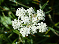 Delicate flower cluster