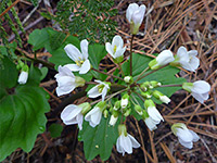 Cluster of white flowers