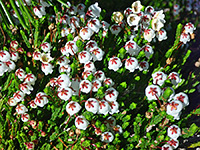 White Heather