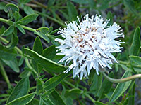 Mountain coyote-mint