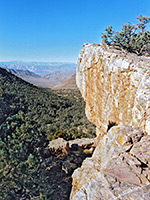 Start of the Wildrose Peak trail