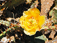 Opuntia engelmannii
