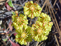 Yellow flowers