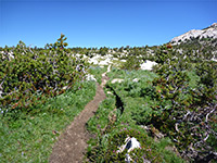 Path across a meadow