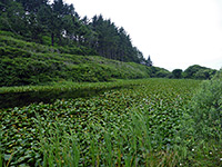 Yurok Loop Trail