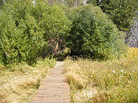 Boardwalk trail across the meadow