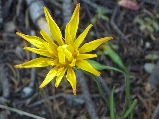 Yellow petals