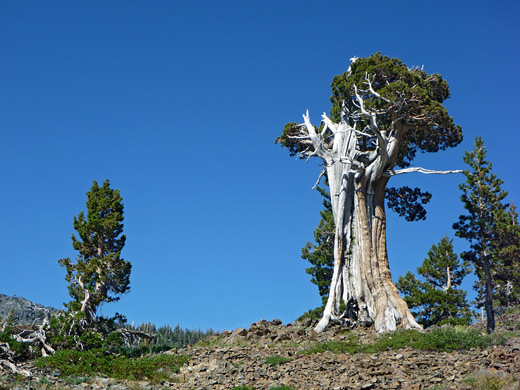 Ancient tree near Susie Lake