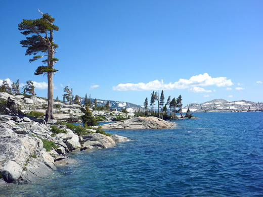 Lone, wind-swept pine tree along the edge of Lake Aloha