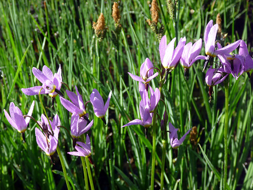 Alpine Shooting Star; Alpine shooting star (dodecatheon alpinum) in Paradise Meadows, Lassen Volcanic National Park, California