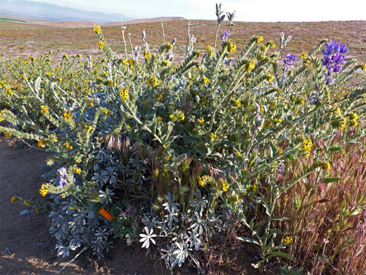 Mixed flowers - poppies, lupine and fiddleneck