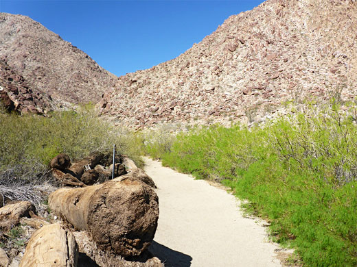 Borrego Palm Canyon