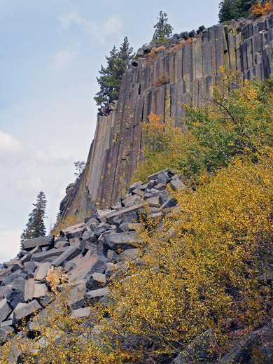 Bushes by the south edge of the cliffs