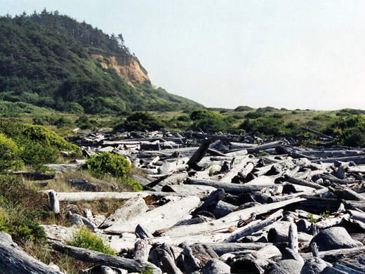 Driftwood