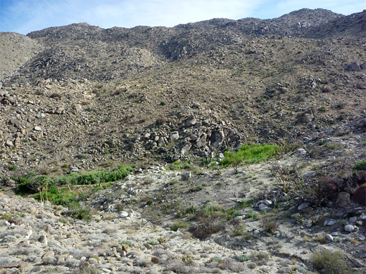 Above the spring in Tubb Canyon