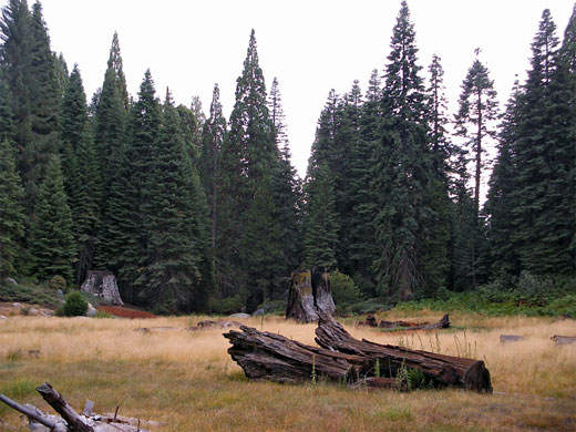Meadow and sequoia logs in Big Stump Basin