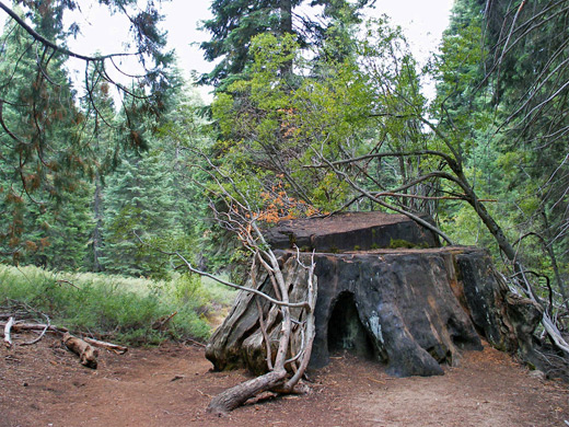 Sequoia stump