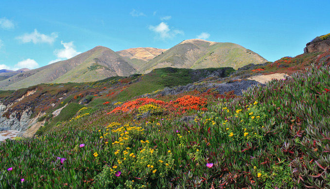 Wildflowers