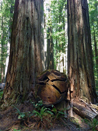 Log between two trees