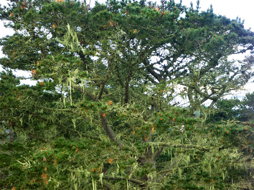 Tree on Black Hill