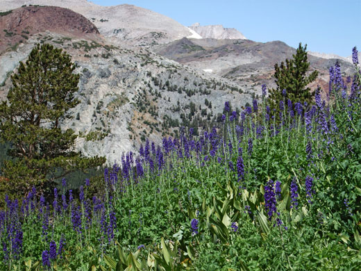 Blue larkspur flowers