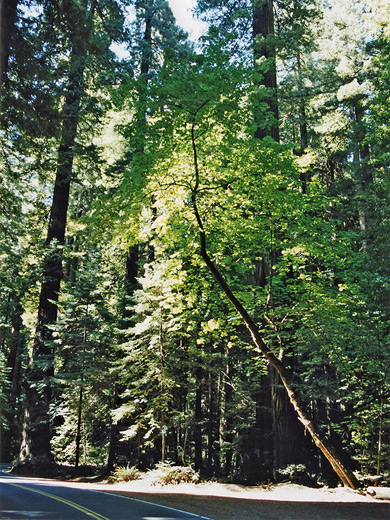 Redwoods in Bolling Grove