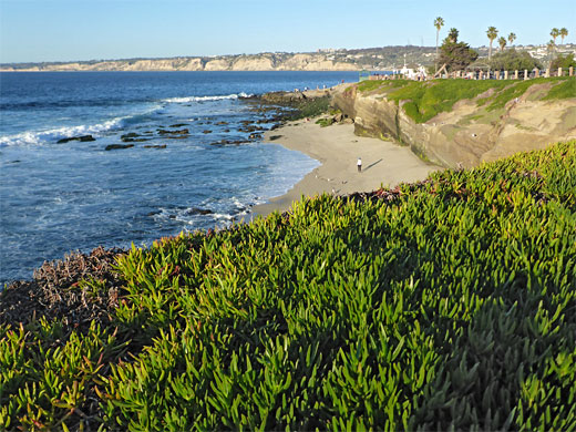 Iceplants, south of Boomer Beach