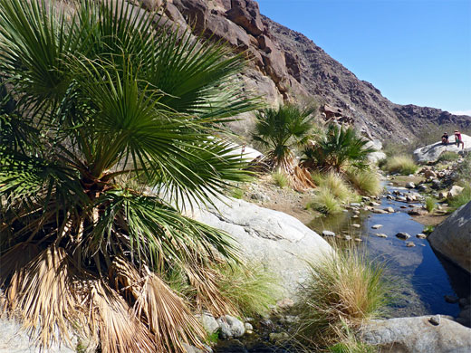 Borrego Palm Canyon