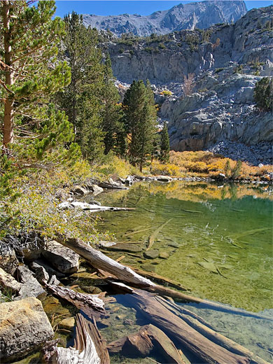 Partly submerged logs