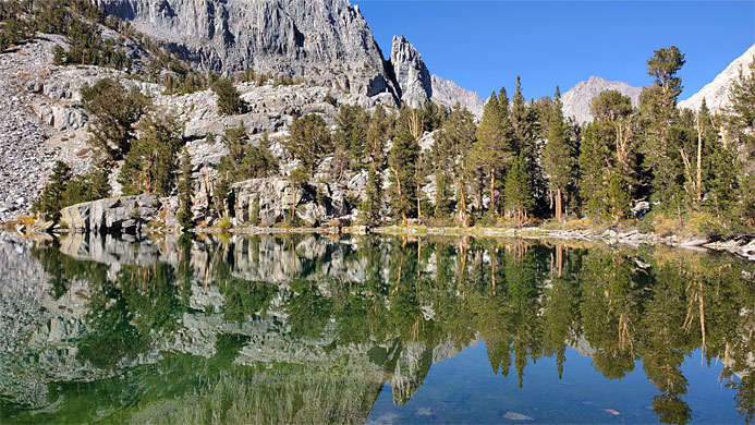 Reflections of trees