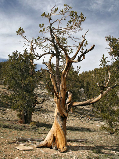 Bristlecone pine