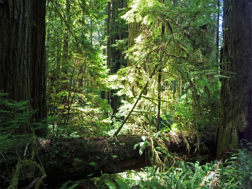 New trees on an old trunk, near Browns Creek