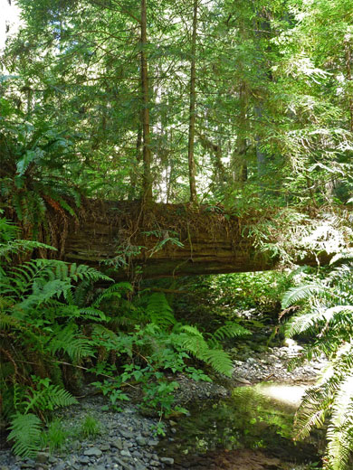 Fallen redwood lying across Brown Creek