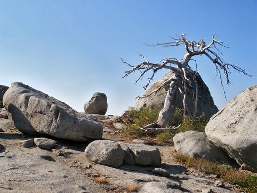 Dead tree and granite boulders