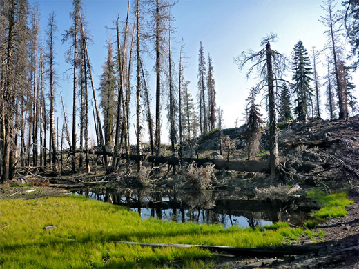 Grass and burnt trees around a tiny pond