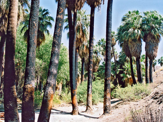 Path by the stream