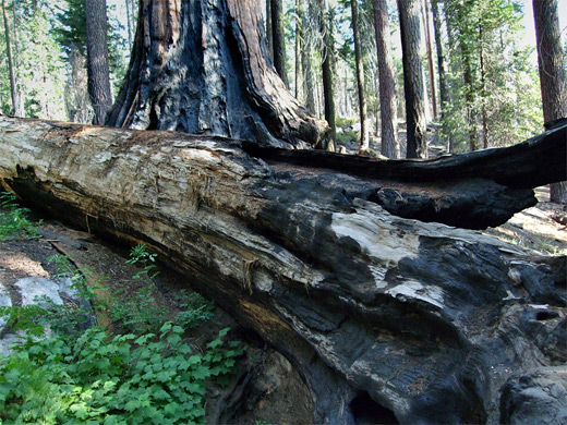 Burnt sequoia trees along the North Grove Trail