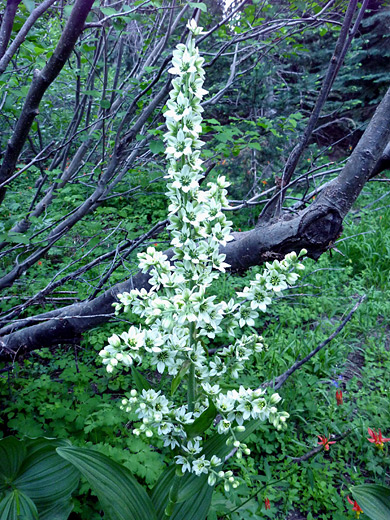 California Corn Lily; Tall flower stem - California corn lily (veratrum californicum) in Paradise Meadows, Lassen Volcanic National Park, California