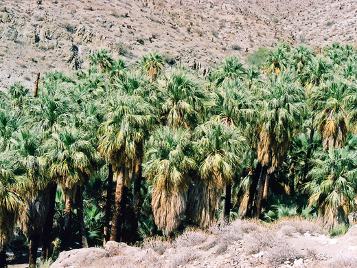 Above the canyon